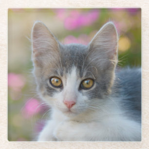 Cute Little Bicolor Kitten Fluffy Photo Cat Lovers Glass Coaster