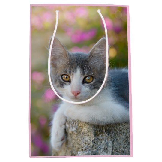 Cute Little Bicolor Kitten Fluffy Photo Cat Lovers Medium ...