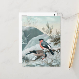 Cute little bird- Bullfinch, Art Postcard
