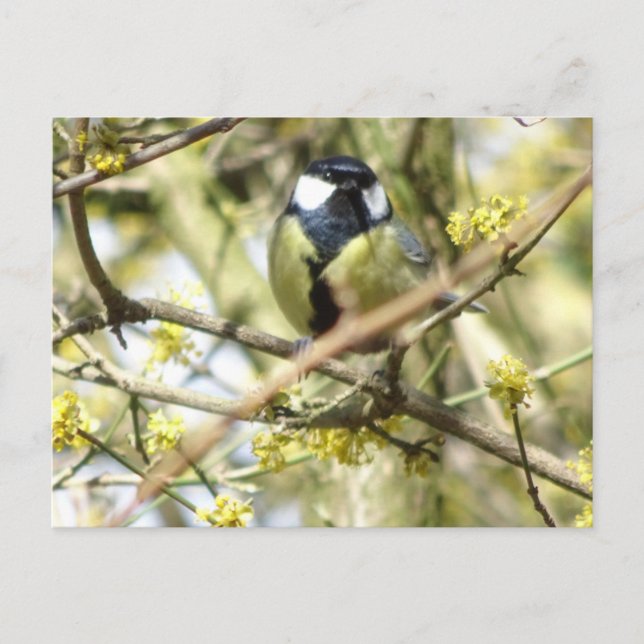Cute little Bird DIY Postcard (Front)