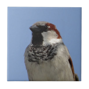 Cute little bird tile