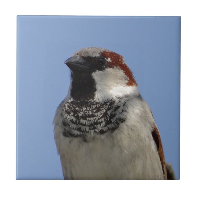Cute little bird tile (Front)