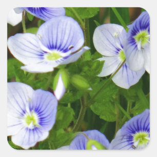 Cute, little blue flowers square sticker