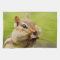 Cute Little Cheeky Chipmunk