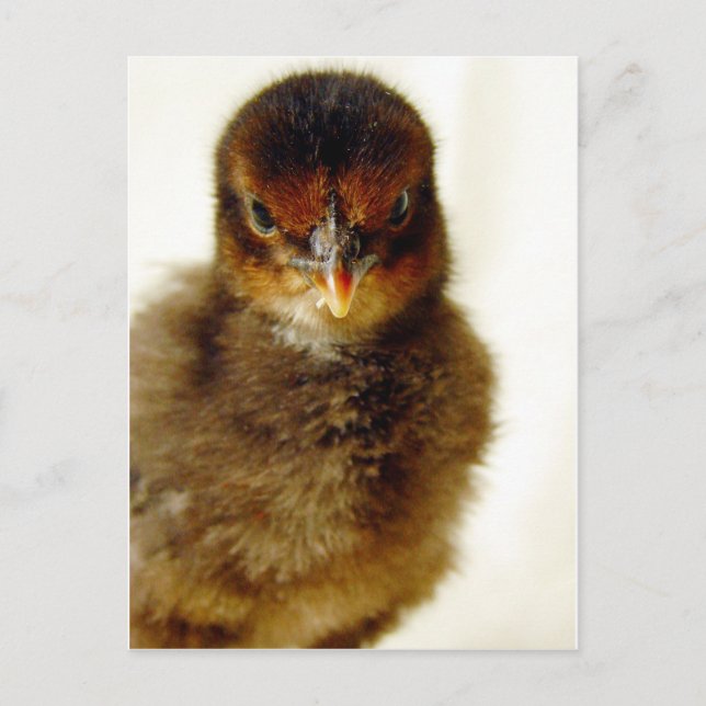Cute Little Chick Postcard (Front)