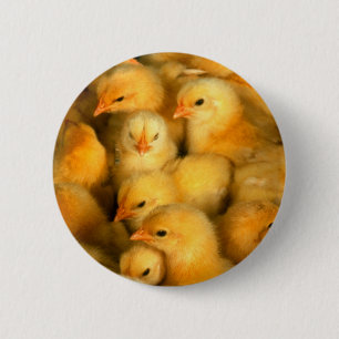 Cute Little Chicks 2 Inch Round Button