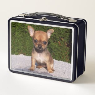 Cute Little Chihuahua Puppy Dog Metal Lunch Box