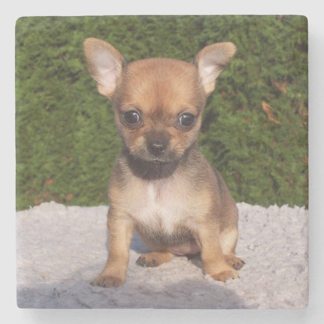 Cute Little Chihuahua Puppy Dog Stone Coaster (Front)
