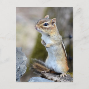 Cute Little Chipmunk on Alert Postcard