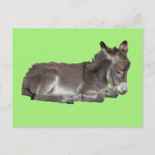 Cute Little Chocolate Donkey Foal Dozing on green Postcard