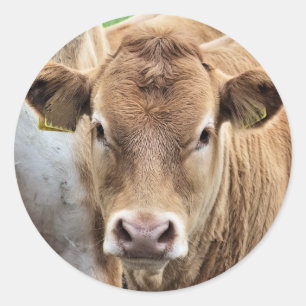 CUTE LITTLE COW CLASSIC ROUND STICKER