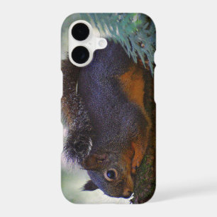 Cute Little Douglas Squirrel Photo Faune