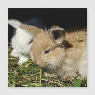 Cute little fluffy bunnies 