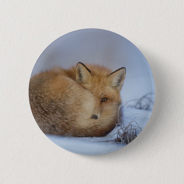 Cute Little Fox Curled Up Winter Photo 2 Inch Round Button (Front)