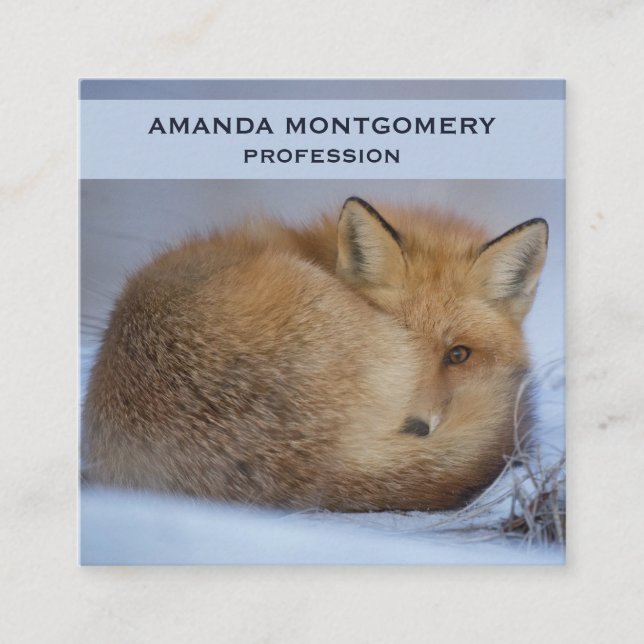 Cute Little Fox Curled Up Winter Photo Square Business Card (Front)