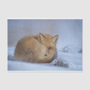 Cute Little Fox Curled Up Winter Photo Tissue Paper