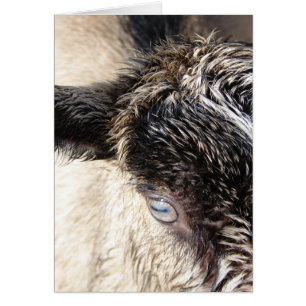 Cute Little Goat