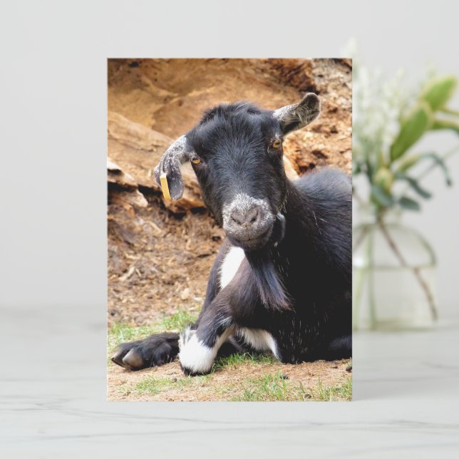 CUTE LITTLE GOAT Invitation (Standing Front)