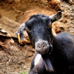 CUTE LITTLE GOAT SILVER PLATED NECKLACE<br><div class="desc">One cute little goat posing for the camera. England UK.</div>