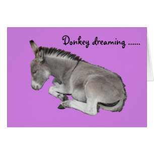 Cute Little Grey Donkey Baby Foal