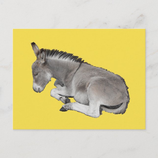 Cute Little Grey Donkey Foal Sleeping Postcard (Front)