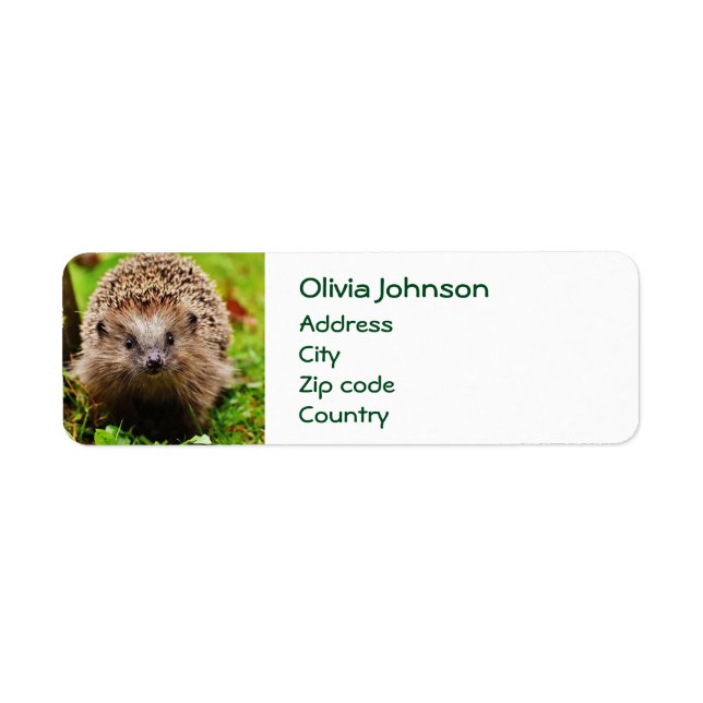 Cute Little Hedgehog in the Forest (Front)
