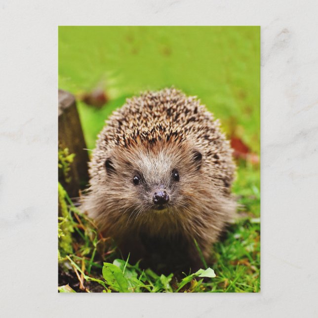 Cute Little Hedgehog in the Forest Postcard (Front)