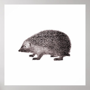 Cute Little Hedgehog Poster