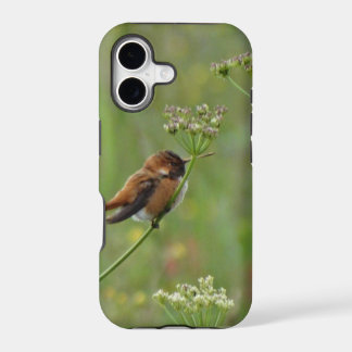 Cute little Hummingbird