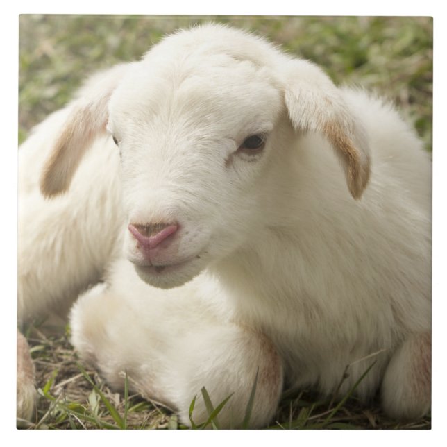 Cute little kid tile (Front)