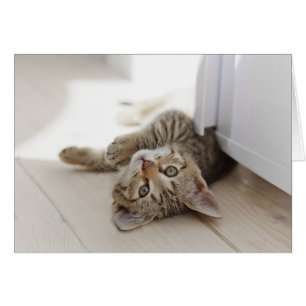 Cute Little Kitten