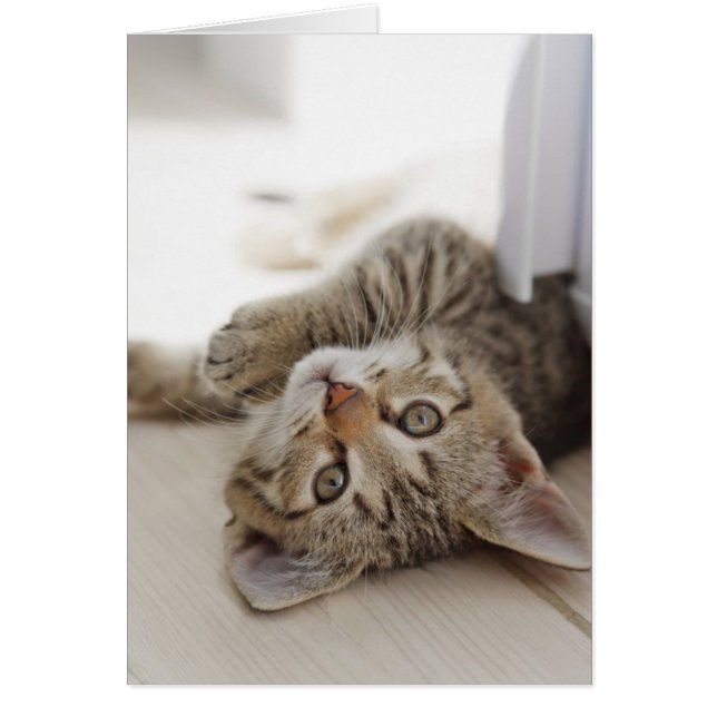 Cute Little Kitten (Front)