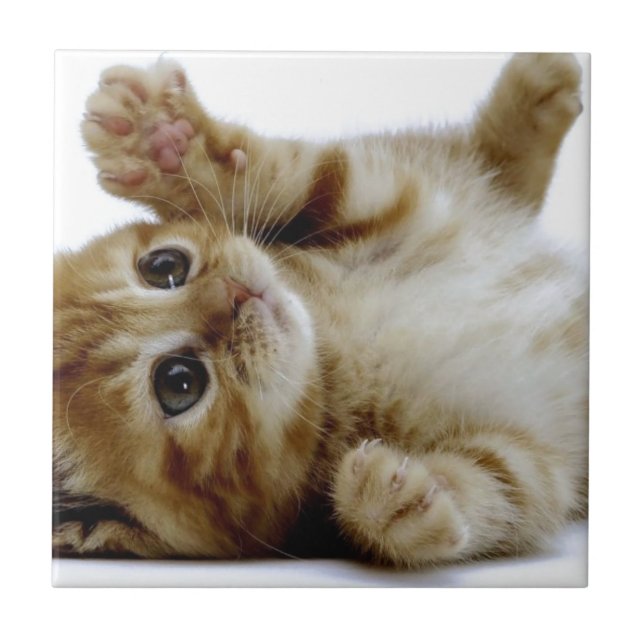 cute little kitten cat pet ginger tabby tile (Front)