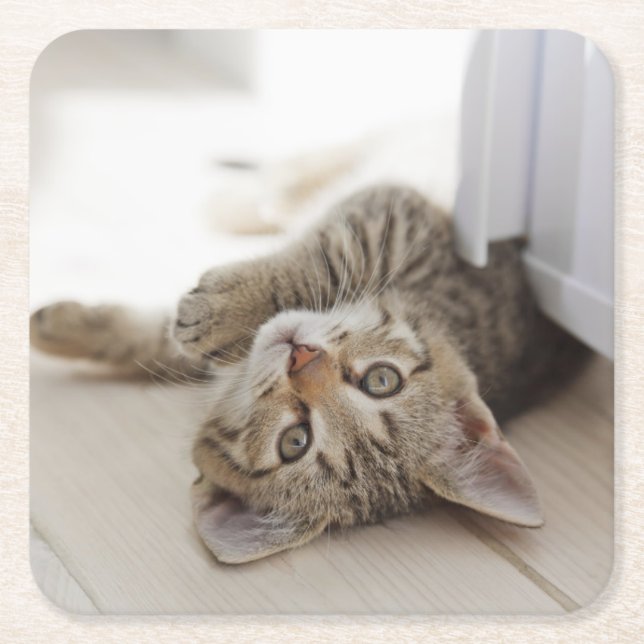 Cute Little Kitten Square Paper Coaster (Front)