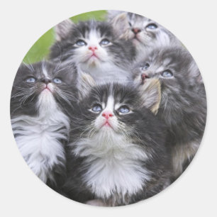 Cute little kittens round sticker