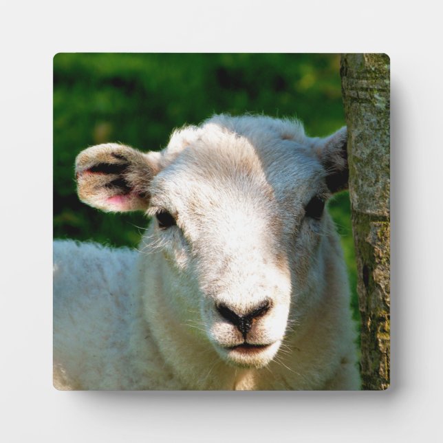 CUTE LITTLE LAMB PLAQUE (Front)