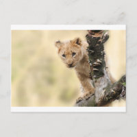 CUTE LITTLE LION CUB RANGE
