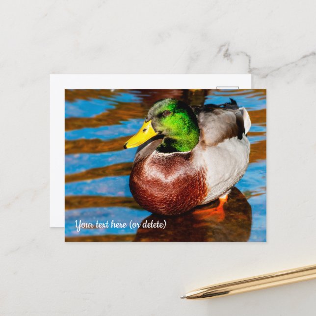 Cute Little Mallard Duck Postcard (Front/Back In Situ)