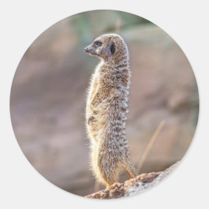 Cute Little Meercat Animal Nature Wildlife Classic Round Sticker