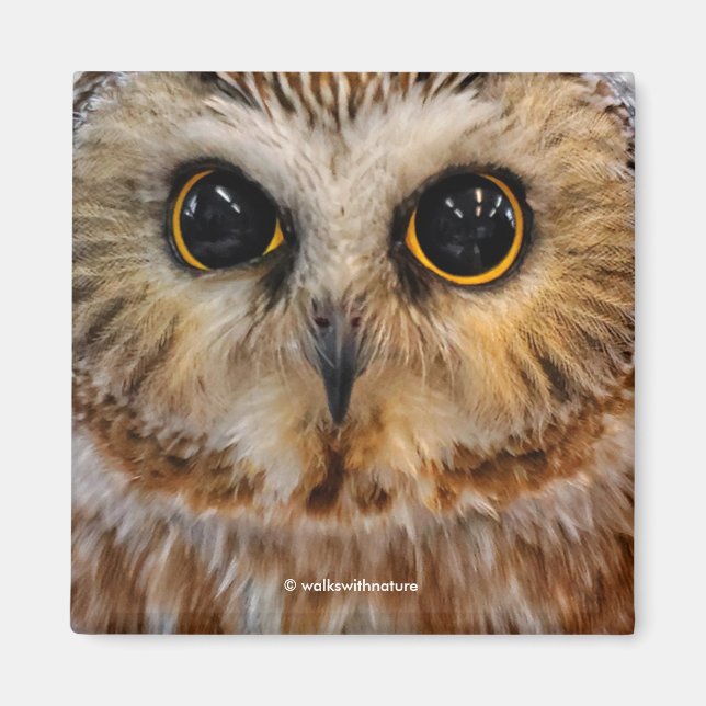 Cute Little Northern Saw Whet Owl Magnet (Front)
