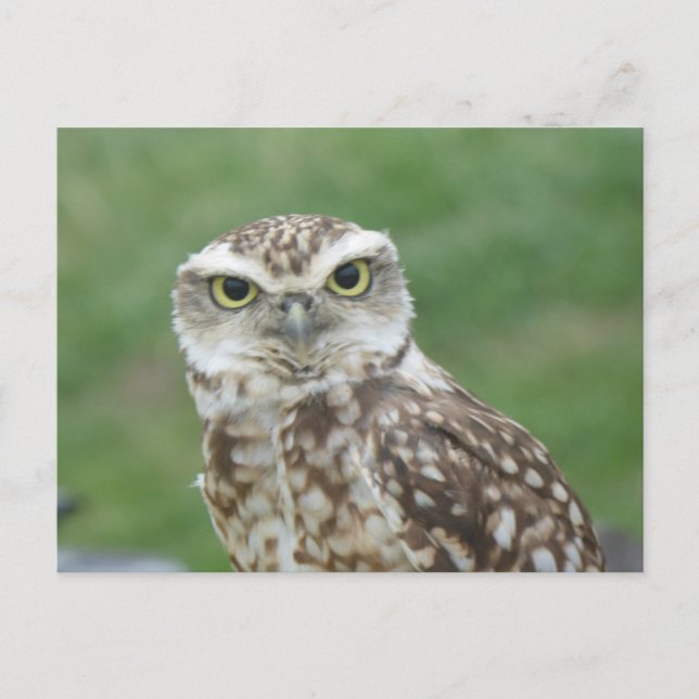 Cute little Owl DIY Postcard (Front)