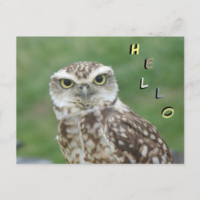 Cute little Owl HELLO Postcard (Front)