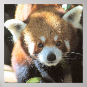 Cute Little  Panda Bear Poster