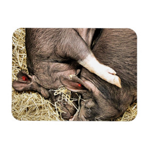 CUTE LITTLE PIGS MAGNET