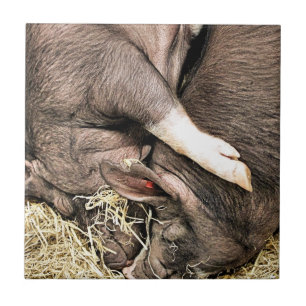 CUTE LITTLE PIGS TILE