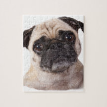 cute little pug dog