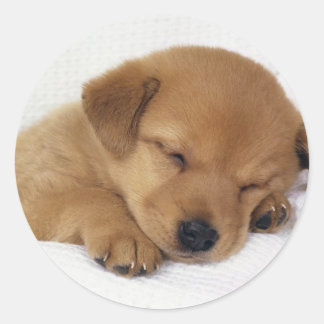 Cute little puppy classic round sticker