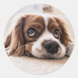 Cute Little Puppy Dog Pet Animal Classic Round Sticker