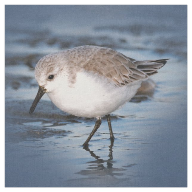 Cute Little Sanderling at the Beach Fabric (Swatch)