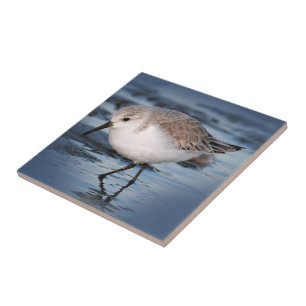 Cute Little Sanderling at the Beach Tile